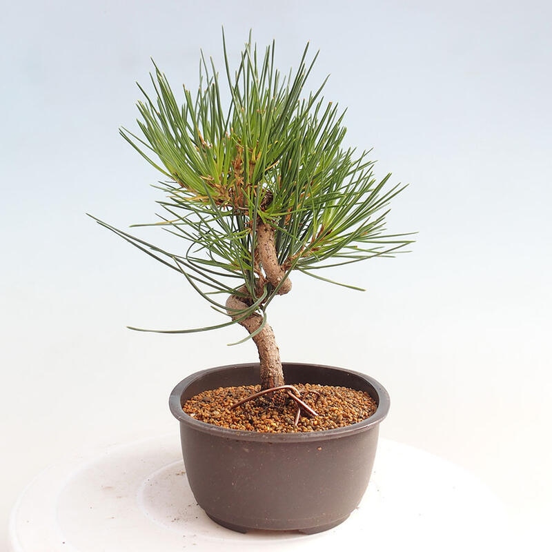 Bonsai im Freien - Pinus thunbergii - Thunbergia-Kiefer