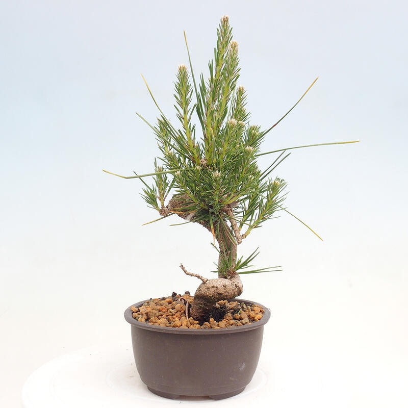 Bonsai im Freien - Pinus thunbergii - Thunbergia-Kiefer