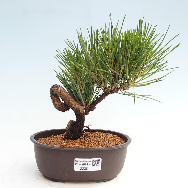 Bonsai im Freien - Pinus thunbergii - Thunbergia-Kiefer