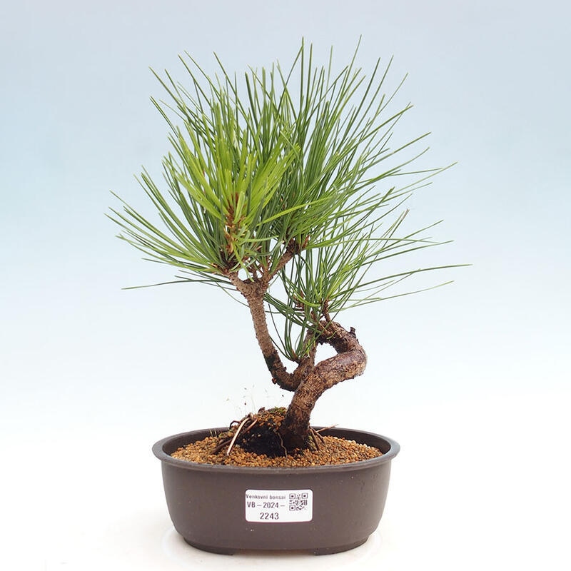 Bonsai im Freien - Pinus thunbergii - Thunbergia-Kiefer