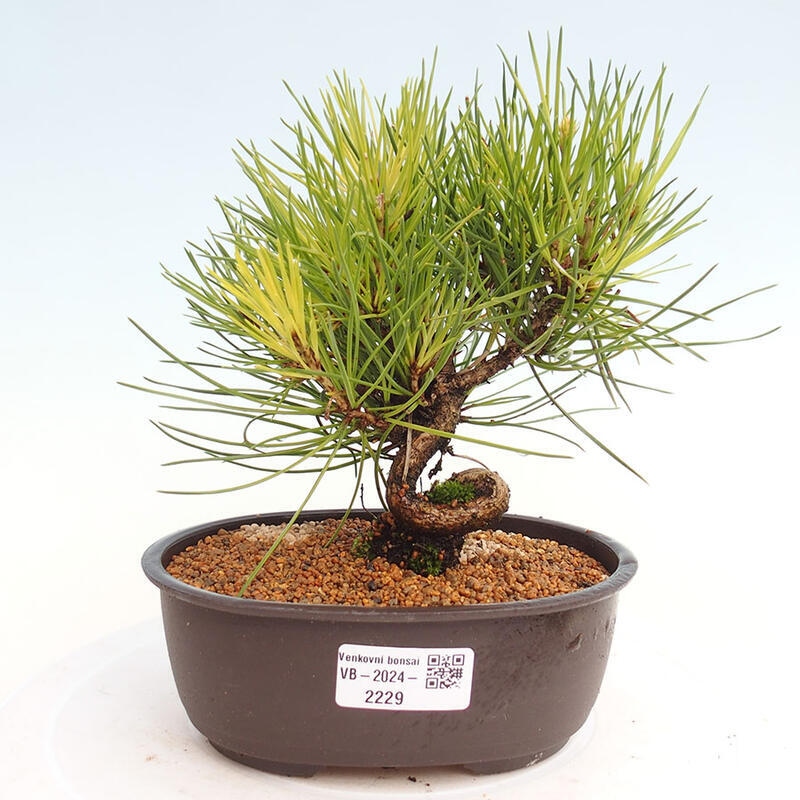 Bonsai im Freien - Pinus thunbergii - Thunbergia-Kiefer