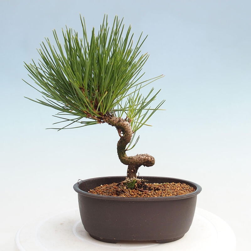 Bonsai im Freien - Pinus thunbergii - Thunbergia-Kiefer