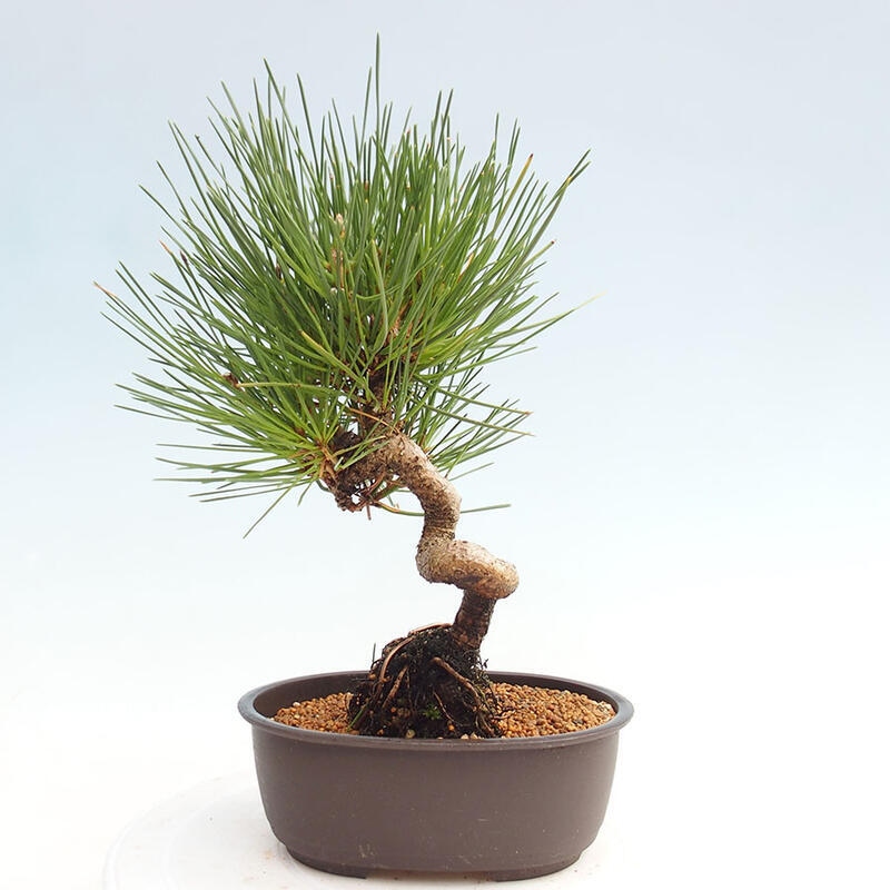 Bonsai im Freien - Pinus thunbergii - Thunbergia-Kiefer