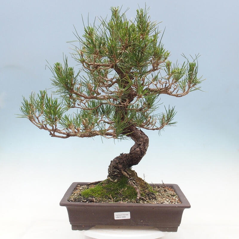 Bonsai im Freien - Pinus thunbergii - Thunbergia-Kiefer