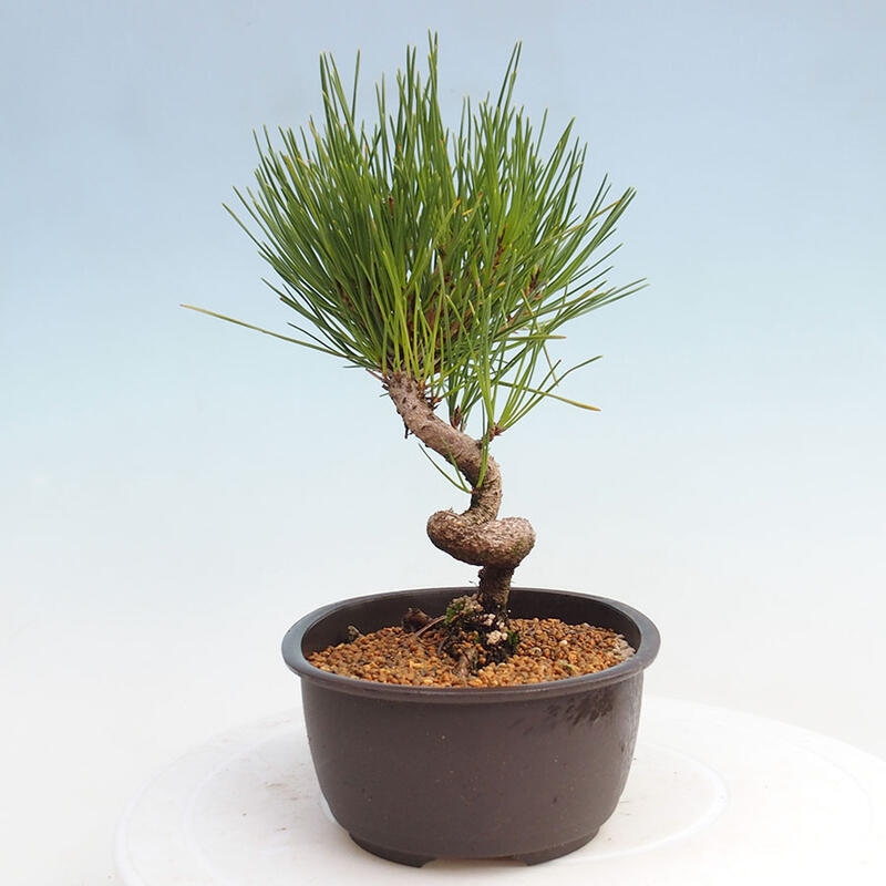 Bonsai im Freien - Pinus thunbergii - Thunbergia-Kiefer