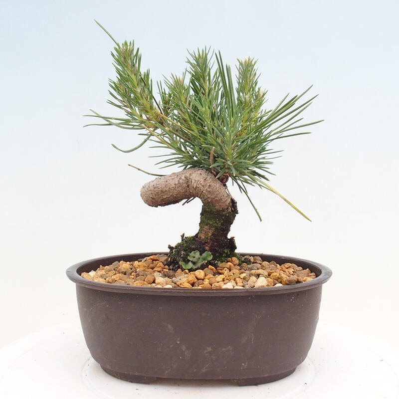 Bonsai im Freien - Pinus thunbergii - Thunbergia-Kiefer