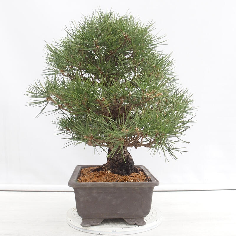 Outdoor-Bonsai - Pinus thunbergii - Thunbergkiefer