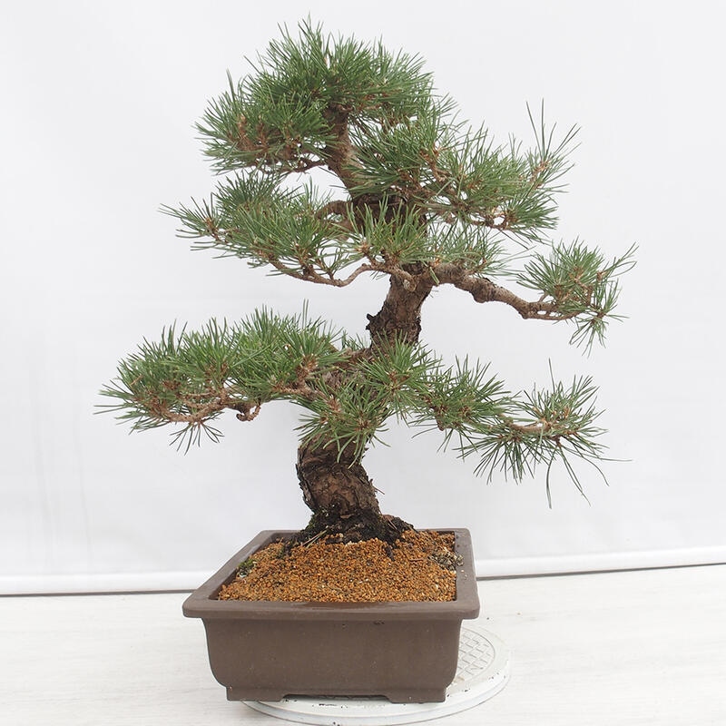 Outdoor-Bonsai - Pinus thunbergii - Thunbergkiefer