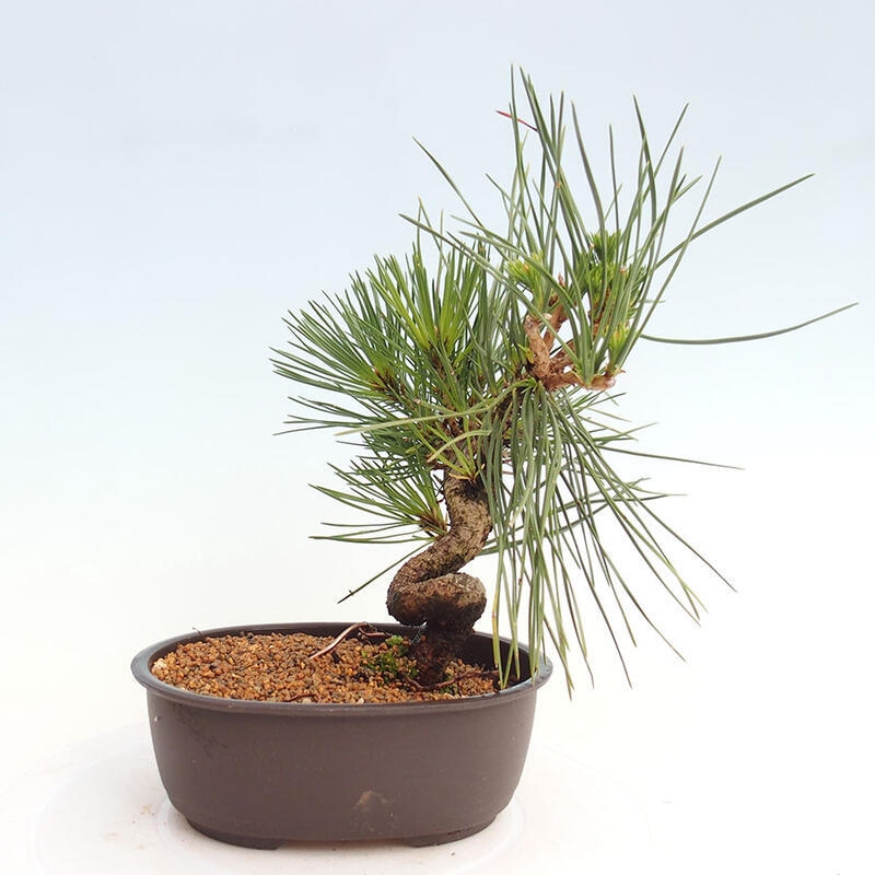 Bonsai im Freien - Pinus thunbergii - Thunbergia-Kiefer