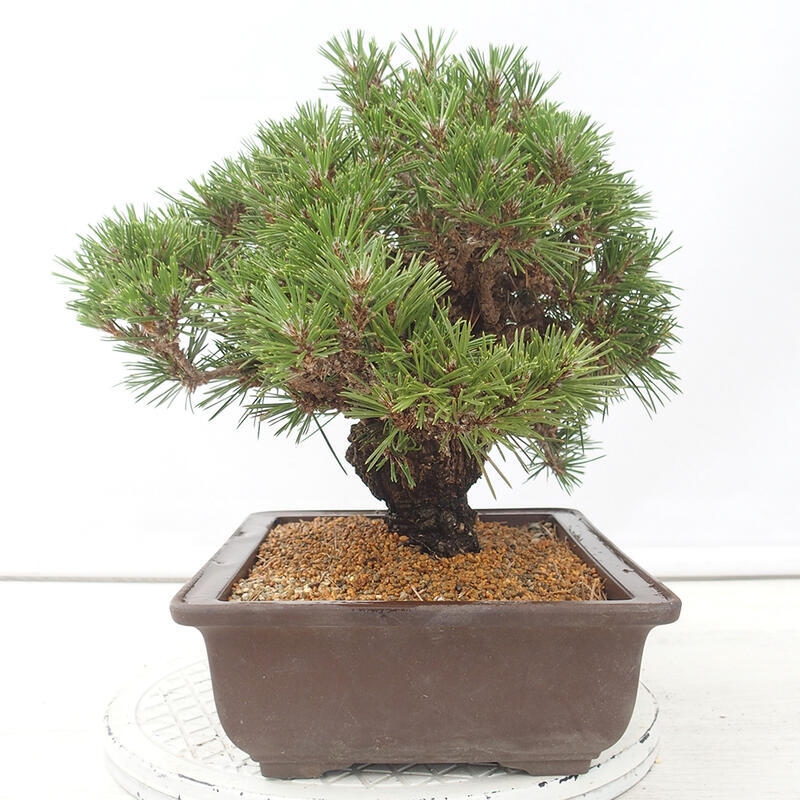 Outdoor-Bonsai - Pinus thunbergii - Thunbergkiefer