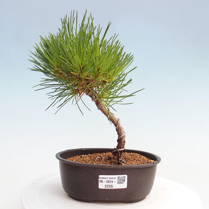 Bonsai im Freien - Pinus thunbergii - Thunbergia-Kiefer