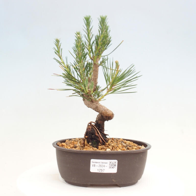 Bonsai im Freien - Pinus thunbergii - Thunbergia-Kiefer