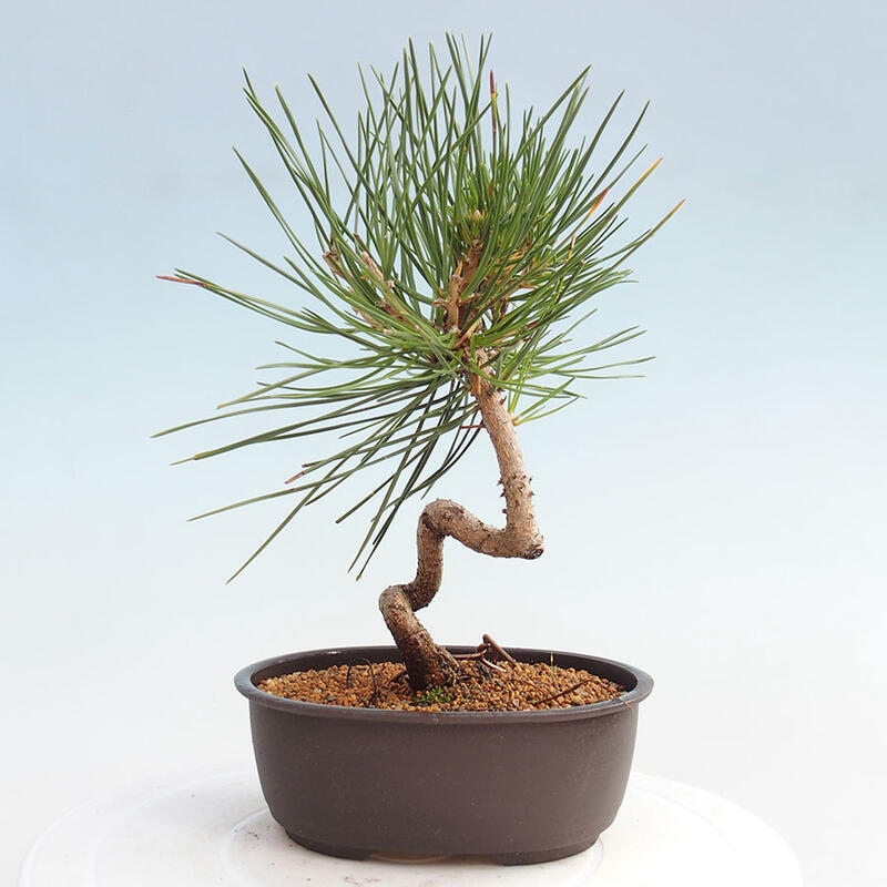 Bonsai im Freien - Pinus thunbergii - Thunbergia-Kiefer