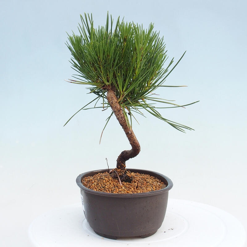 Bonsai im Freien - Pinus thunbergii - Thunbergia-Kiefer