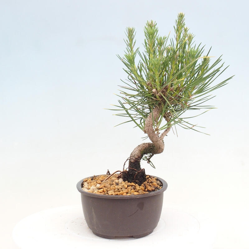 Bonsai im Freien - Pinus thunbergii - Thunbergia-Kiefer