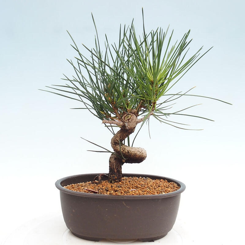 Bonsai im Freien - Pinus thunbergii - Thunbergia-Kiefer