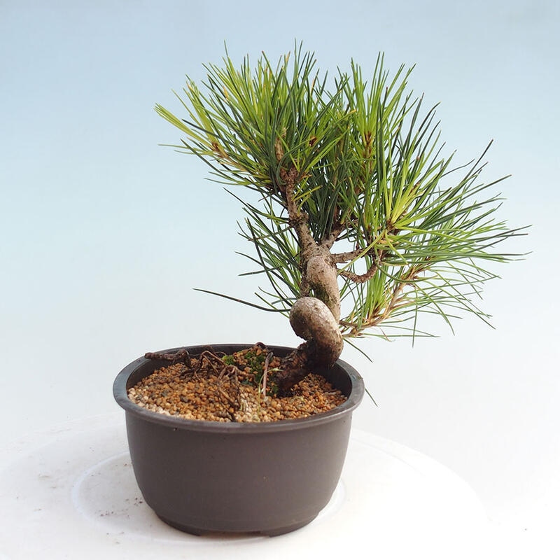 Bonsai im Freien - Pinus thunbergii - Thunbergia-Kiefer