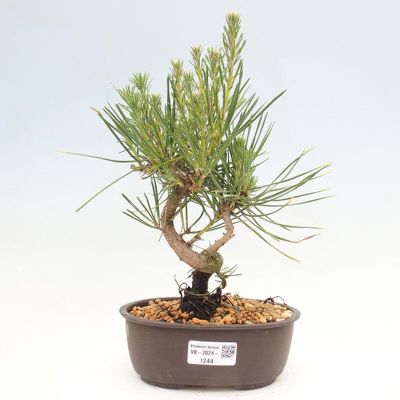 Bonsai im Freien - Pinus thunbergii - Thunbergia-Kiefer