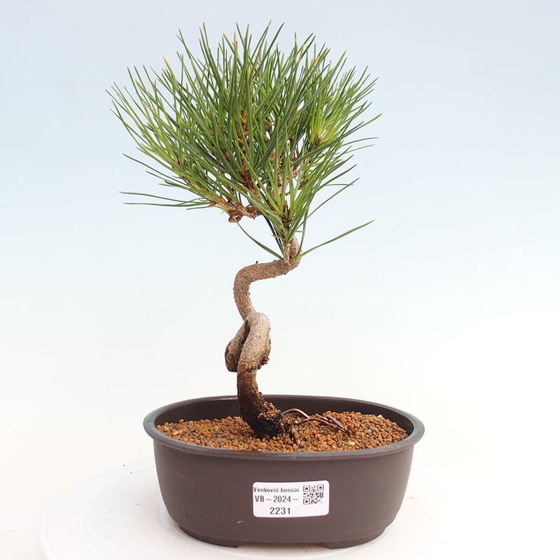 Bonsai im Freien - Pinus thunbergii - Thunbergia-Kiefer