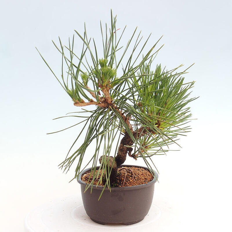 Bonsai im Freien - Pinus thunbergii - Thunbergia-Kiefer