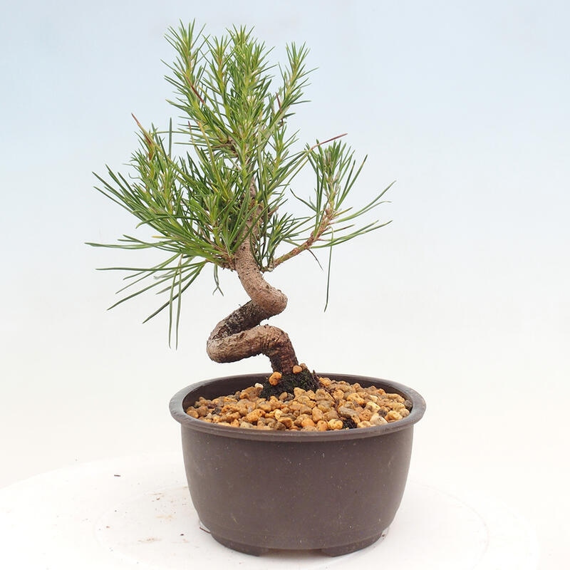 Bonsai im Freien - Pinus thunbergii - Thunbergia-Kiefer