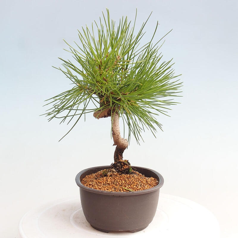 Bonsai im Freien - Pinus thunbergii - Thunbergia-Kiefer