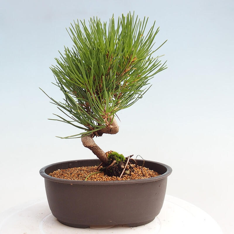 Bonsai im Freien - Pinus thunbergii - Thunbergia-Kiefer