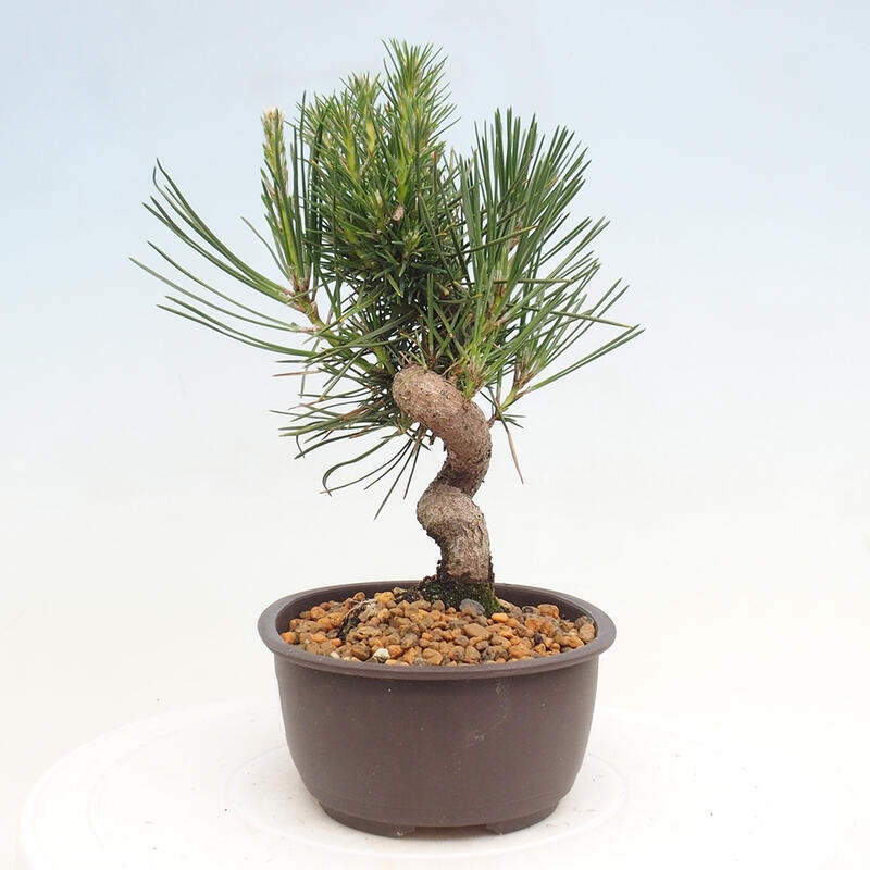 Bonsai im Freien - Pinus thunbergii - Thunbergia-Kiefer