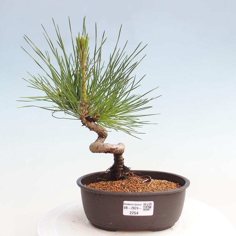 Bonsai im Freien - Pinus thunbergii - Thunbergia-Kiefer