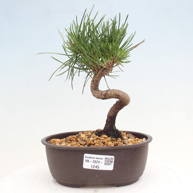 Bonsai im Freien - Pinus thunbergii - Thunbergia-Kiefer