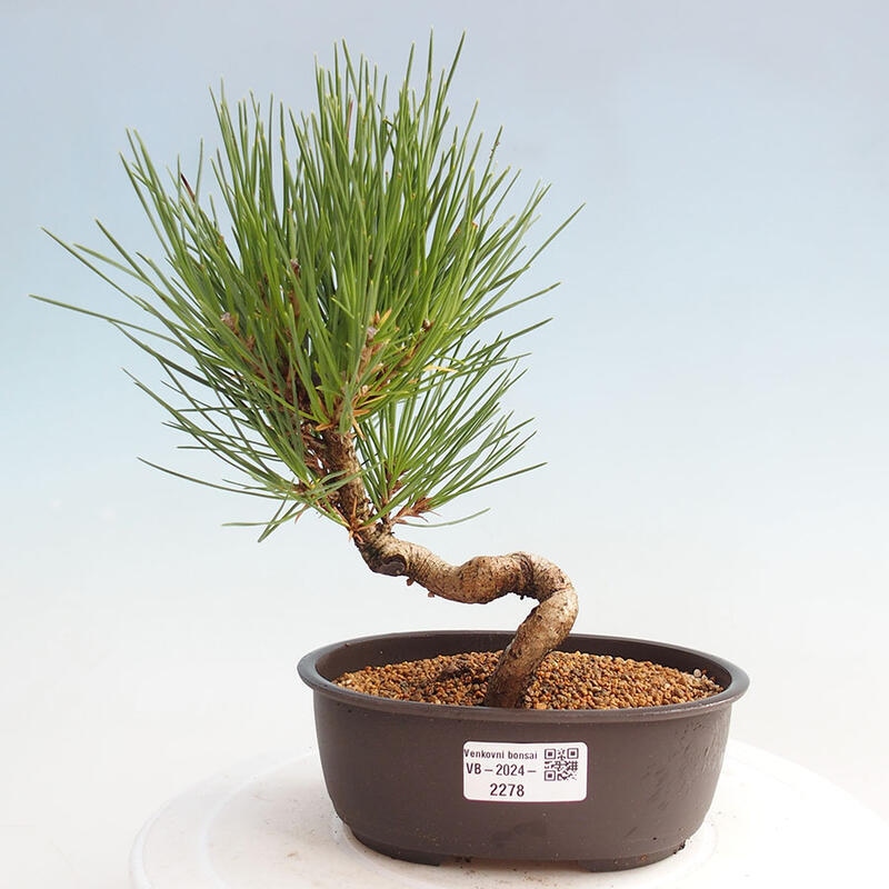 Bonsai im Freien - Pinus thunbergii - Thunbergia-Kiefer