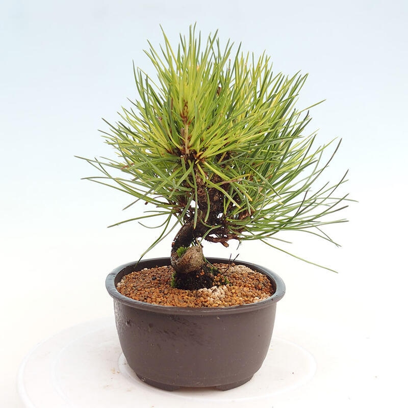 Bonsai im Freien - Pinus thunbergii - Thunbergia-Kiefer