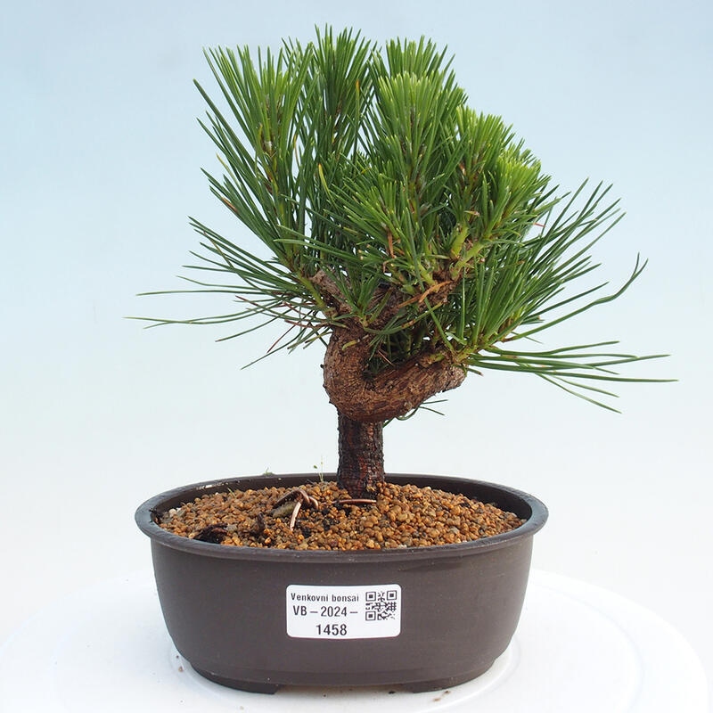 Bonsai im Freien - Pinus thunbergii - Thunbergia-Kiefer