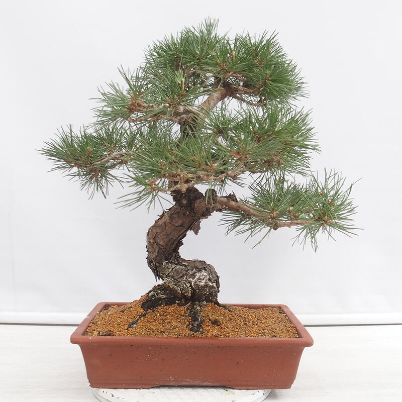 Outdoor-Bonsai - Pinus thunbergii - Thunbergkiefer