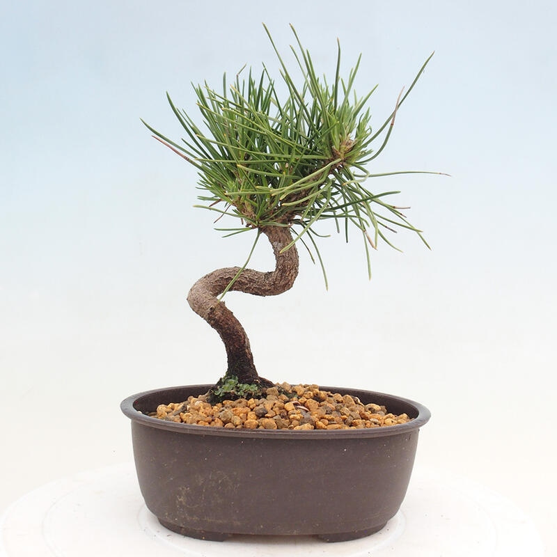 Bonsai im Freien - Pinus thunbergii - Thunbergia-Kiefer