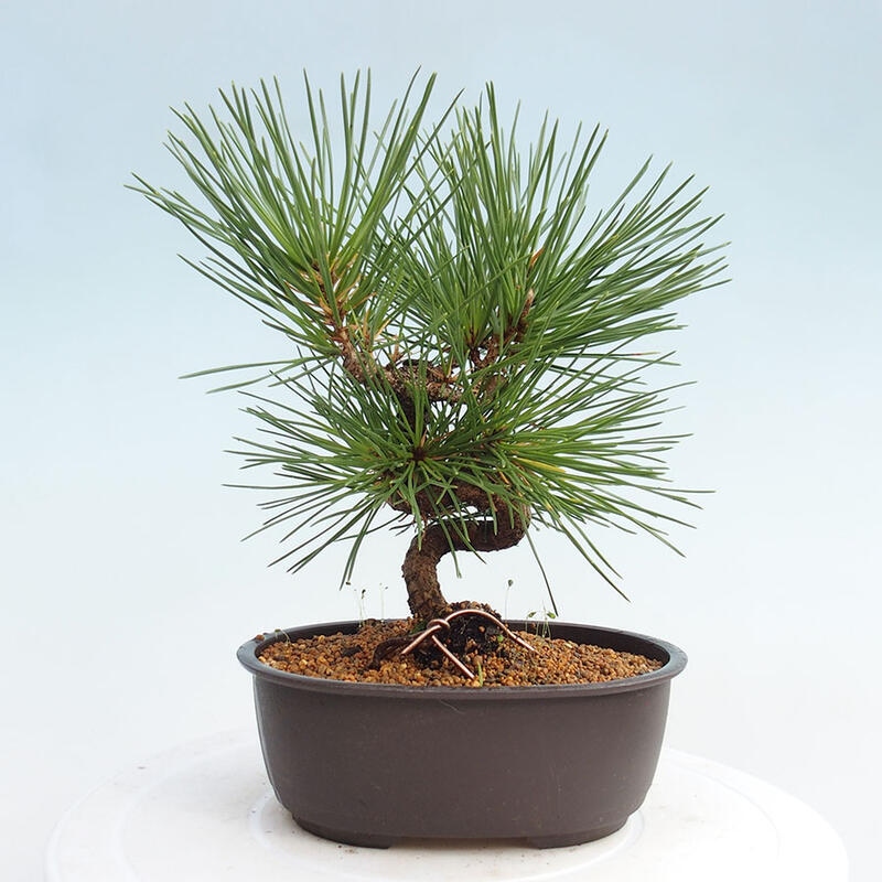 Bonsai im Freien - Pinus thunbergii - Thunbergia-Kiefer