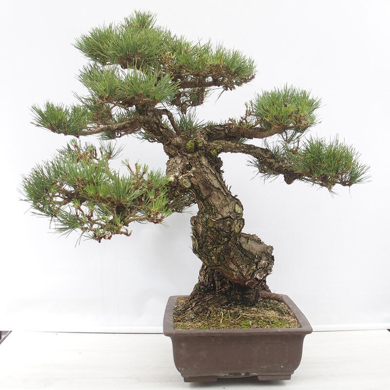 Outdoor-Bonsai - Pinus thunbergii - Thunbergkiefer