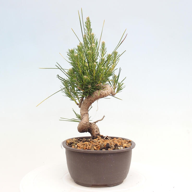 Bonsai im Freien - Pinus thunbergii - Thunbergia-Kiefer