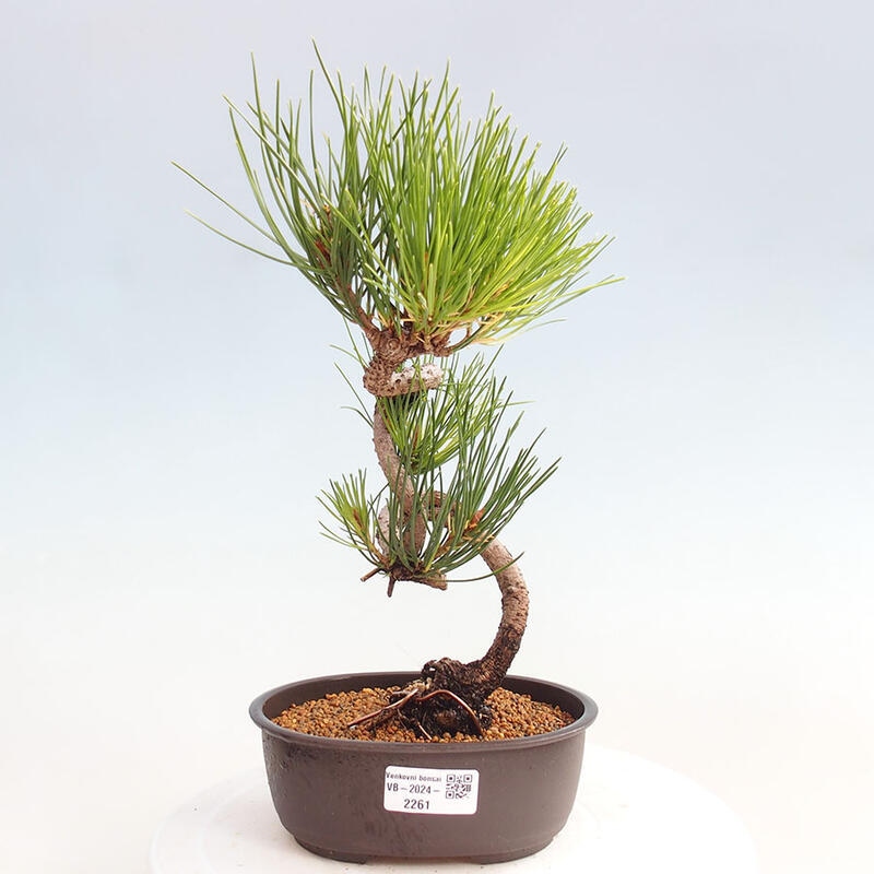 Bonsai im Freien - Pinus thunbergii - Thunbergia-Kiefer