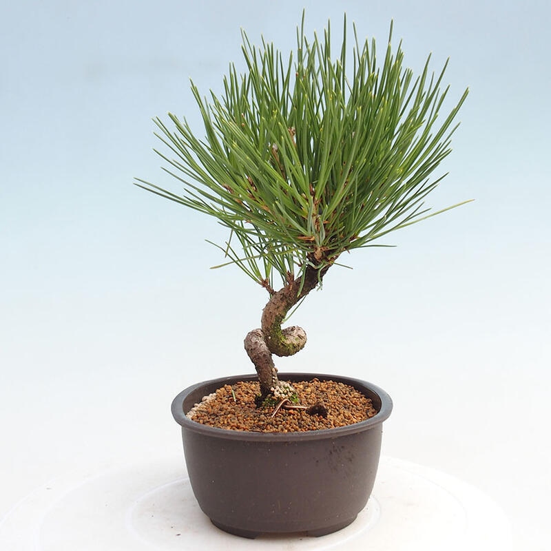 Bonsai im Freien - Pinus thunbergii - Thunbergia-Kiefer