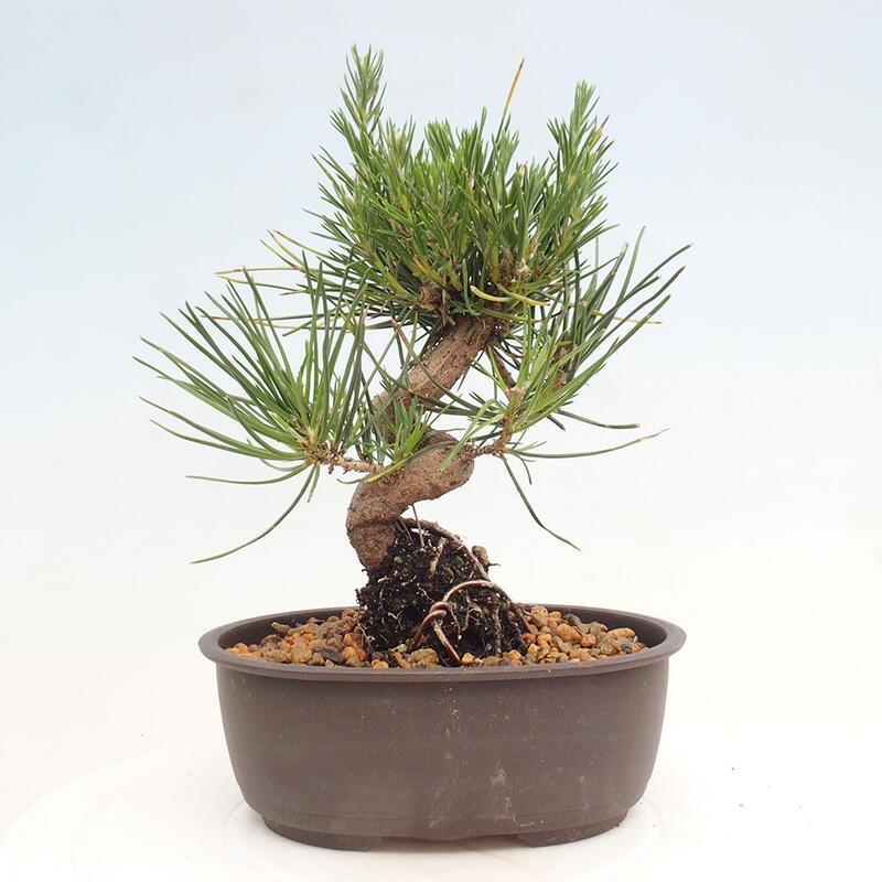 Bonsai im Freien - Pinus thunbergii - Thunbergia-Kiefer