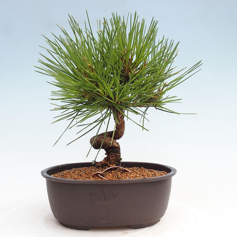 Bonsai im Freien - Pinus thunbergii - Thunbergia-Kiefer