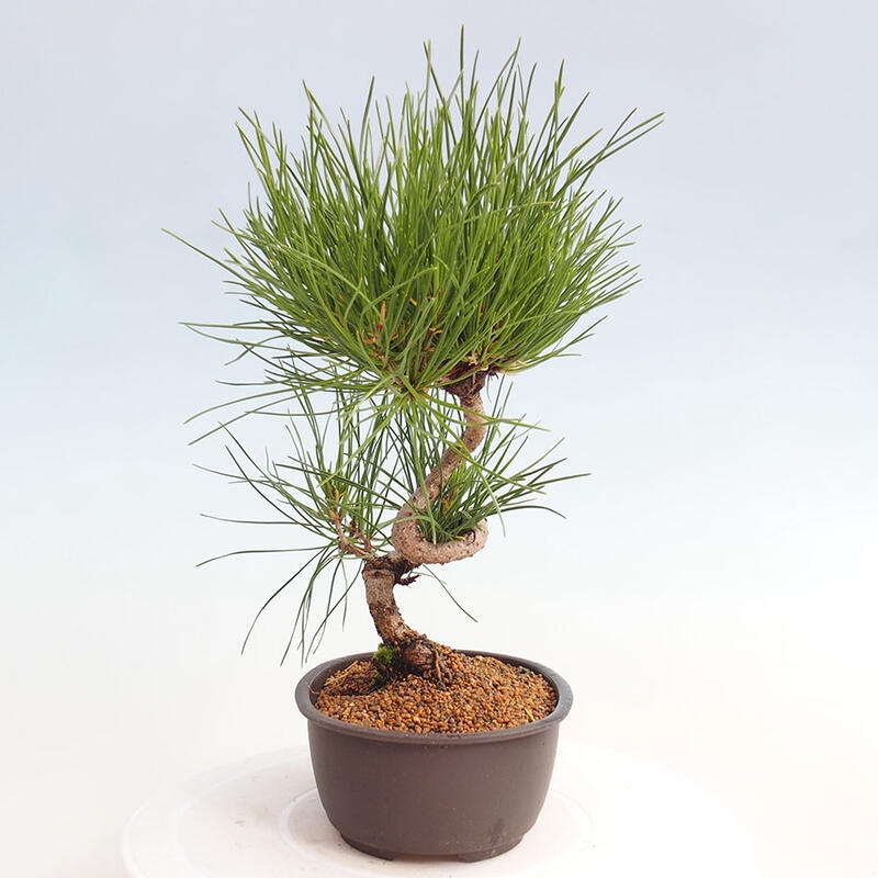 Bonsai im Freien - Pinus thunbergii - Thunbergia-Kiefer