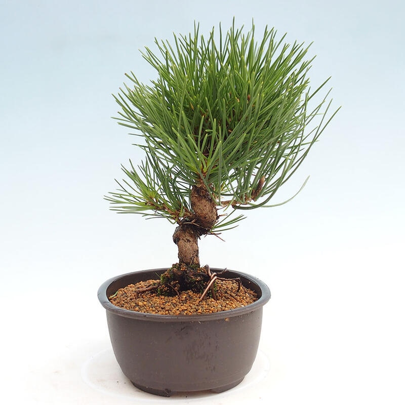 Bonsai im Freien - Pinus thunbergii - Thunbergia-Kiefer