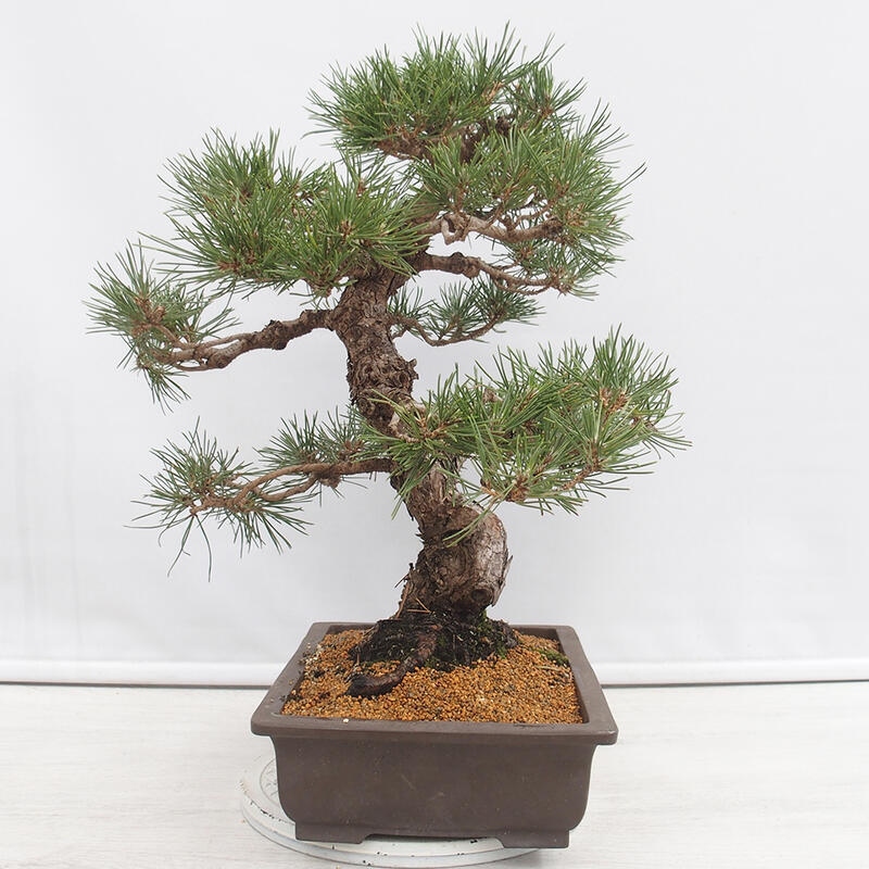 Outdoor-Bonsai - Pinus thunbergii - Thunbergkiefer