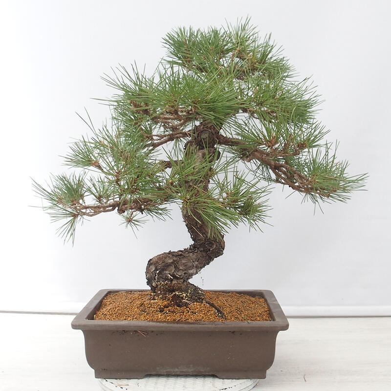 Outdoor-Bonsai - Pinus thunbergii - Thunbergkiefer