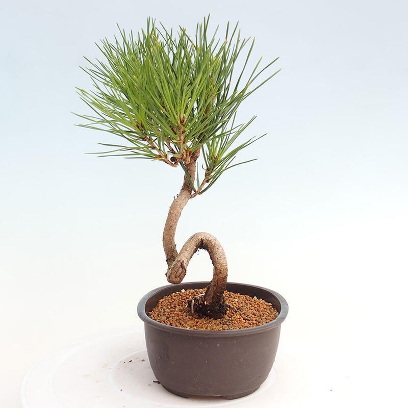 Bonsai im Freien - Pinus thunbergii - Thunbergia-Kiefer