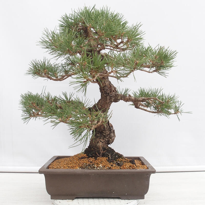 Outdoor-Bonsai - Pinus thunbergii - Thunbergkiefer