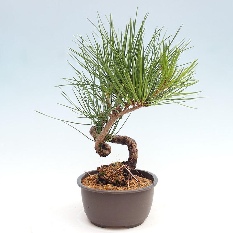 Bonsai im Freien - Pinus thunbergii - Thunbergia-Kiefer