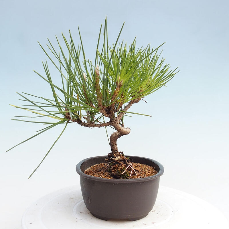 Bonsai im Freien - Pinus thunbergii - Thunbergia-Kiefer